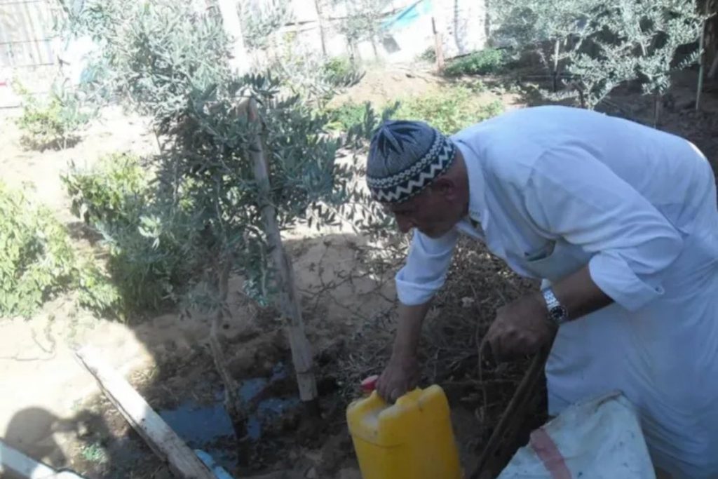 Kakek penulis, Atiyah, merawat tanaman di kebun rumah keluarganya di Jabalia, Gaza utara, sebelum ia jatuh sakit parah